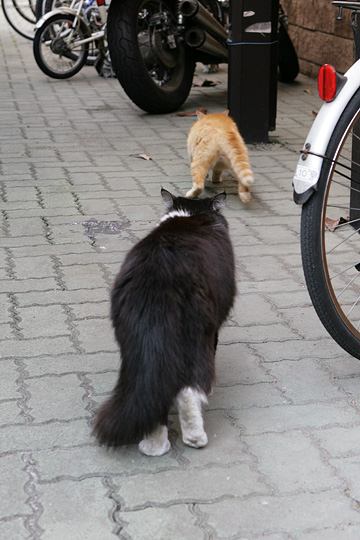 ねこ