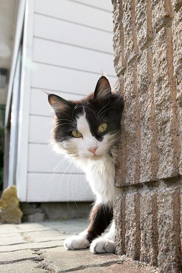 ねこ