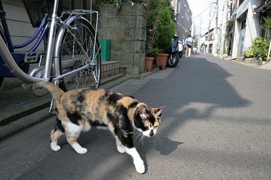 ねこ