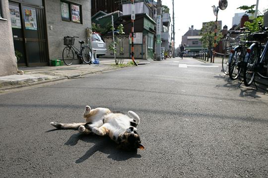 ねこ