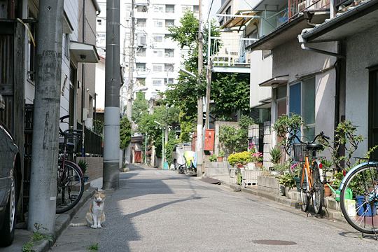 ねこ