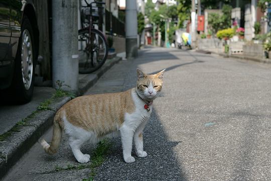 ねこ