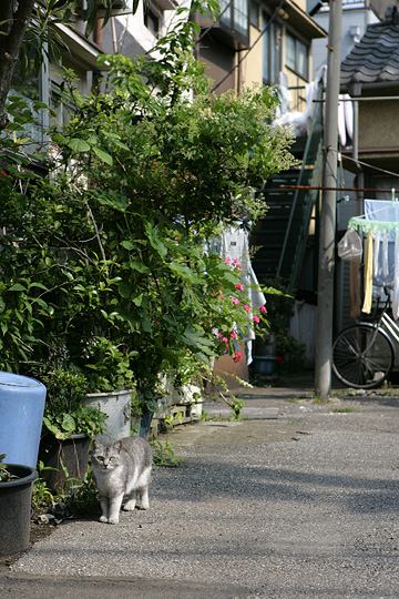 ねこ