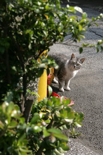 ねこ