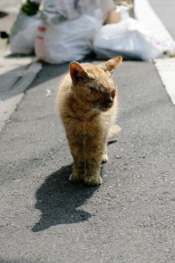 ねこ