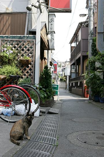 ねこ