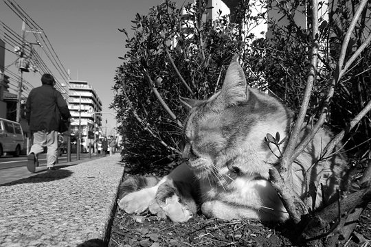街のねこたち