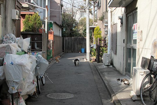 街のねこたち