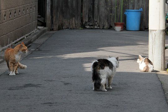 街のねこたち