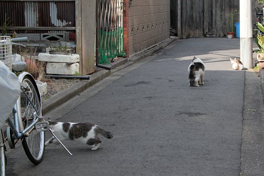 街のねこたち