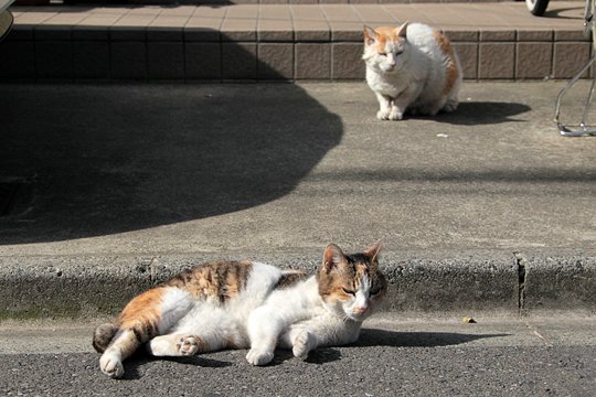 街のねこたち