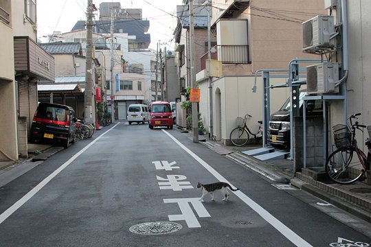 街のねこたち