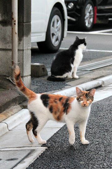 街のねこたち