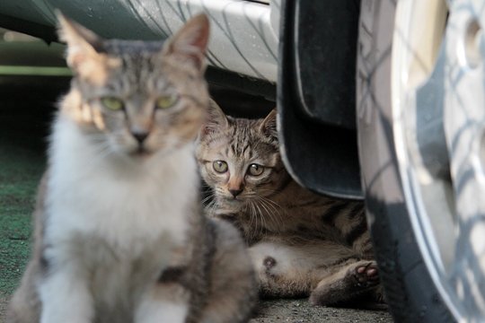 街のねこたち