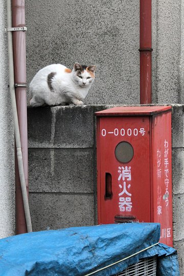 街のねこたち