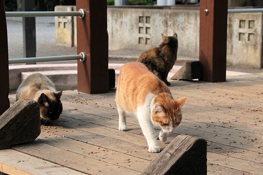 街のねこたち