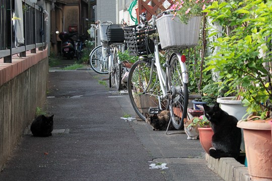 街のねこたち