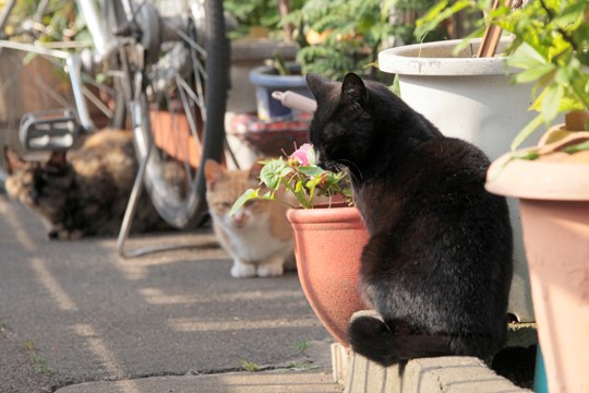 街のねこたち
