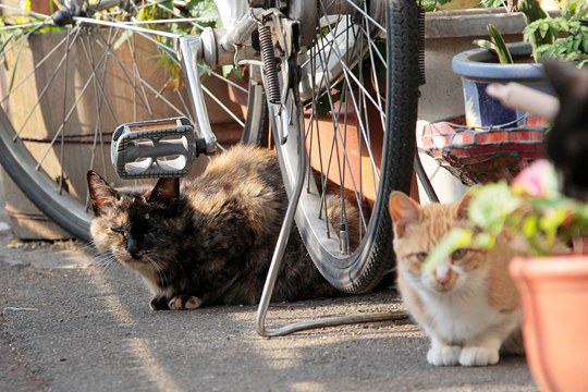 街のねこたち