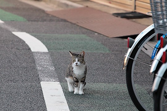 街のねこたち