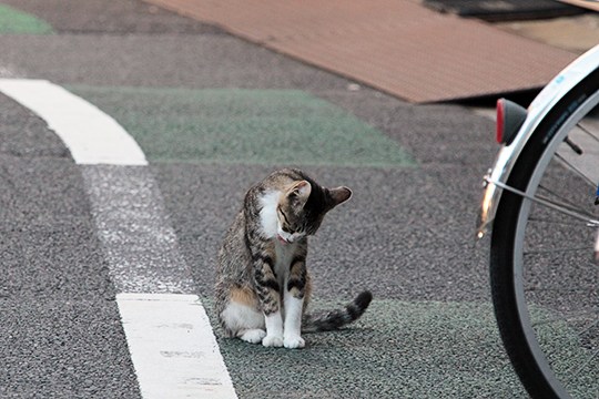 街のねこたち
