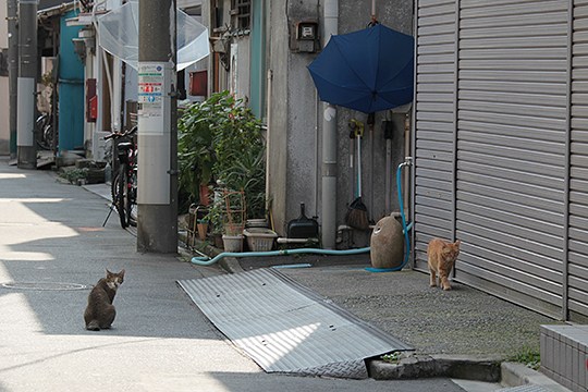 街のねこたち