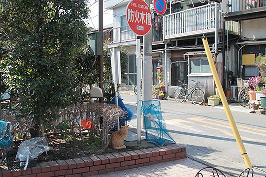 街のねこたち