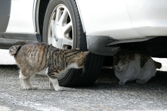 街のねこたち