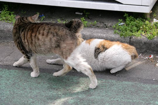 街のねこたち