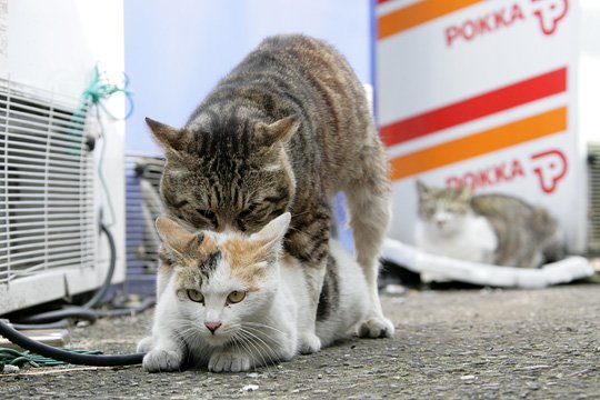 街のねこたち