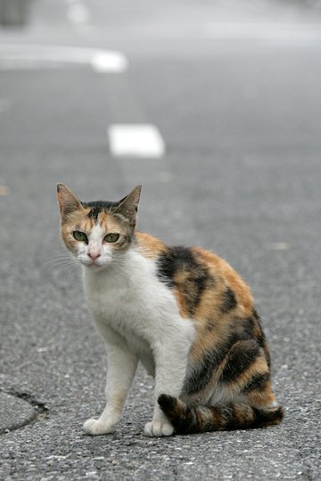 街のねこたち