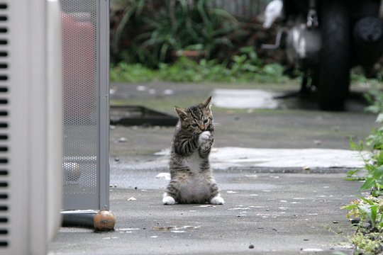 街のねこたち