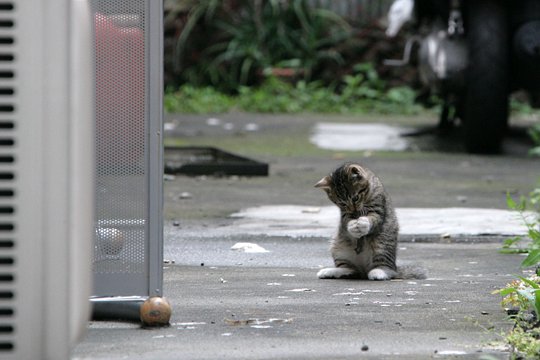 街のねこたち