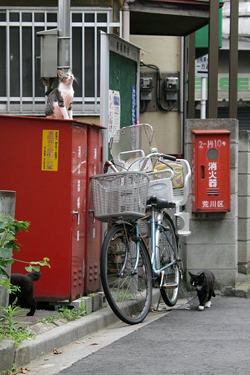 街のねこたち