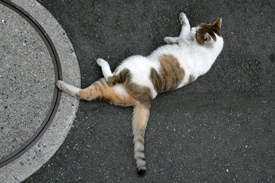 街のねこたち