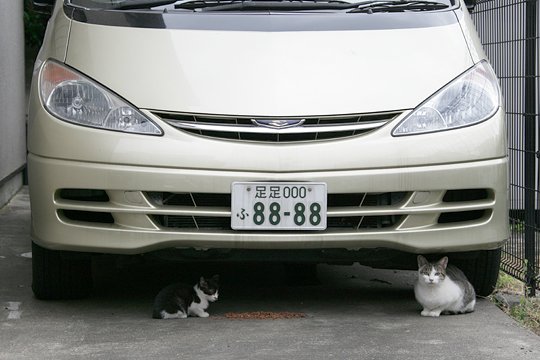 街のねこたち