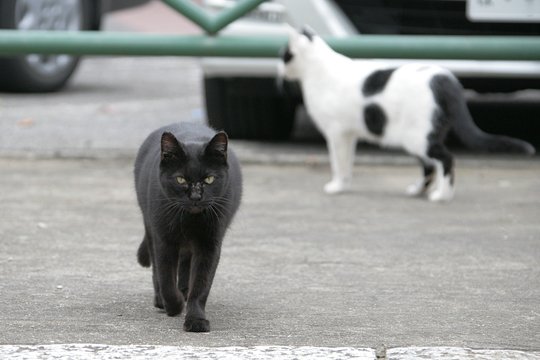 街のねこたち