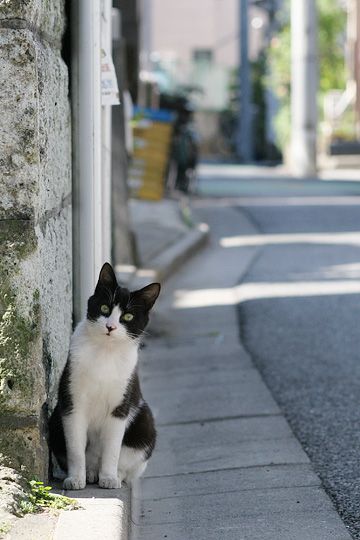 街のねこたち