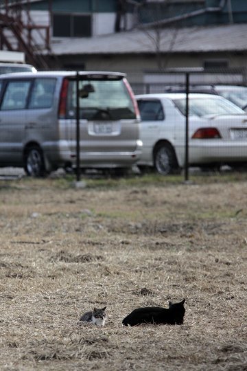 街のねこたち