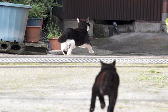 街のねこたち