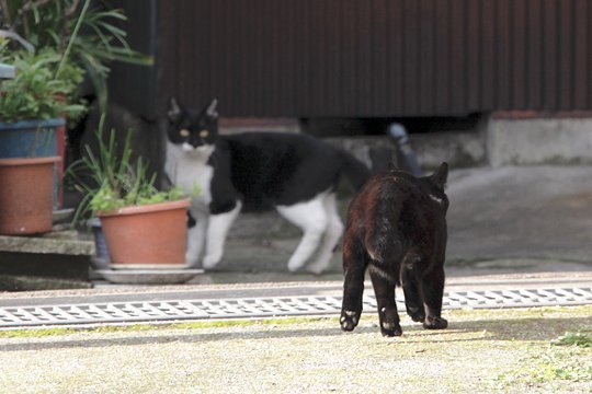街のねこたち