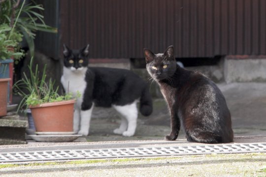 街のねこたち