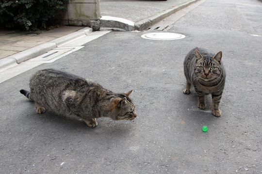 街のねこたち