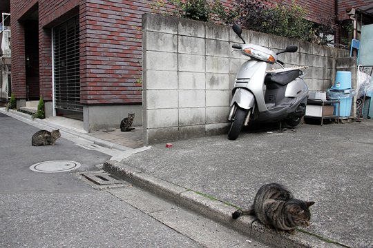 街のねこたち