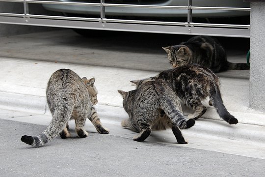 街のねこたち