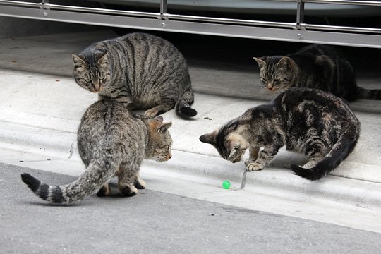 街のねこたち