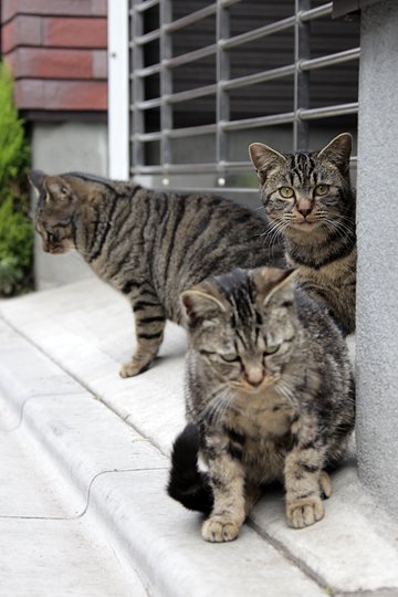 街のねこたち