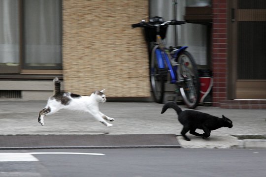 街のねこたち