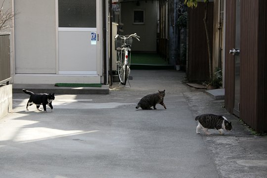 街のねこたち