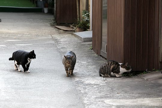 街のねこたち